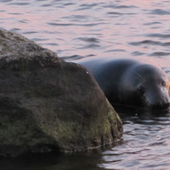 Suget blev för stort. 