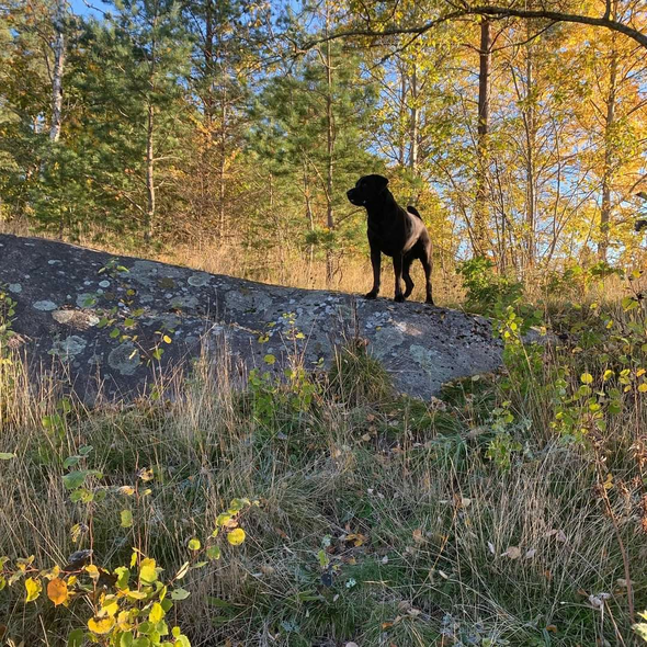 Djur_o_natur1