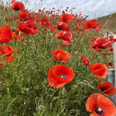 Midsommar i Kseberga Midsommar i Kseberga