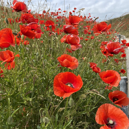Midsommar i Kseberga Midsommar i Kseberga
