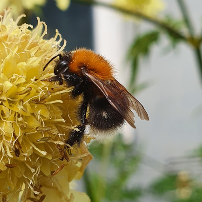 Bilden tagen i Ockelbo trdgrdar Bilden tagen i Ockelbo trdgrdar