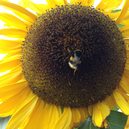 Oktoberhumla Oktoberhumla