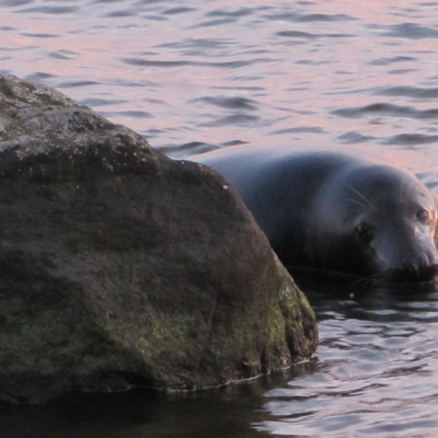 Suget blev för stort. 